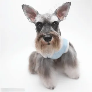 迷你犬-歪头的灰色苏格兰梗