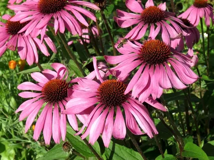 野生紫锥菊花朵图片