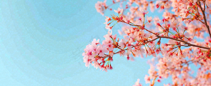 唯美粉色樱花花瓣春天浪漫梦幻蓝色，春分惊蛰摄影图(1712x704)