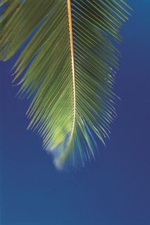 蓝色背景中的一片椰树叶