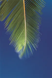 蓝色背景中的一片椰树叶