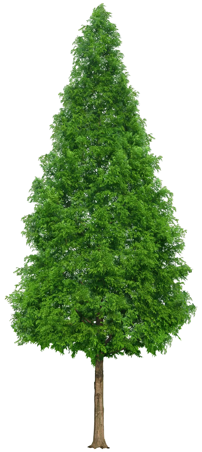 高清树木素材 免抠PSD植物素材 美术绘画园林贴图 树草灌木花草
