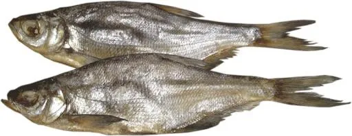 鱼 PNG免抠(800x311)