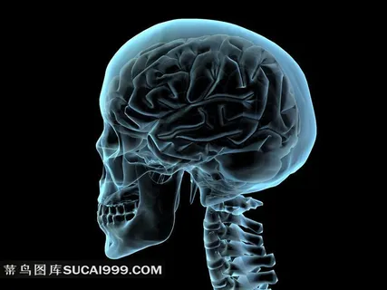 人体大脑骨骼透视图 人体大脑骨骼透视图