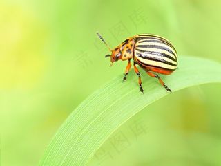 ppt绿色简约背景图片