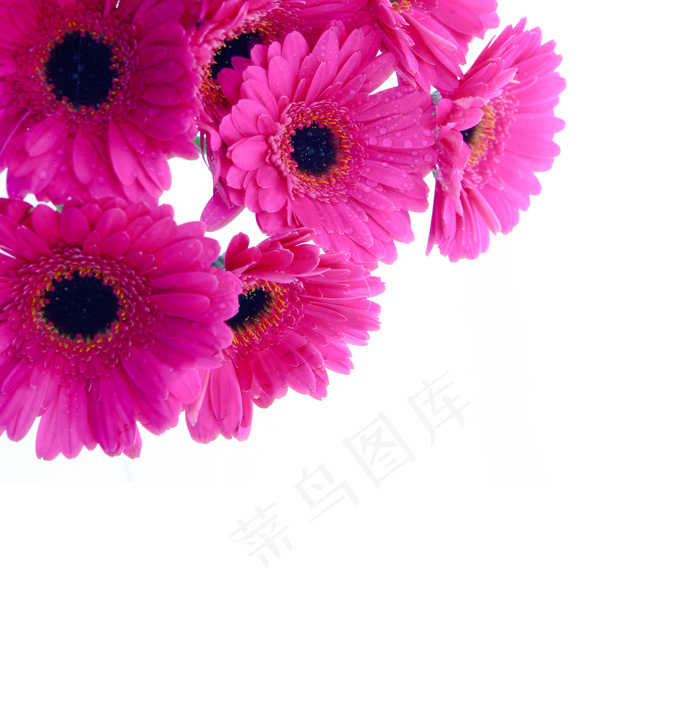 红色花朵背景图片下载