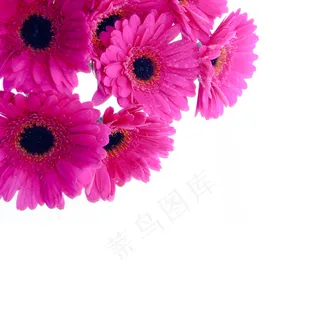 红色花朵背景图片下载