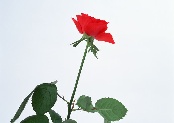 绿叶玫瑰花