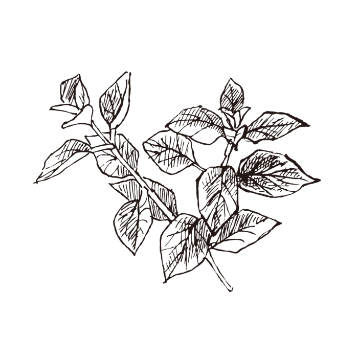 线条草本花卉手绘植物-牛至