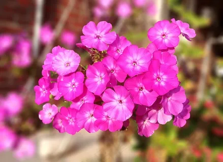 粉色夹竹桃花朵图片 粉色夹竹桃花朵图片
