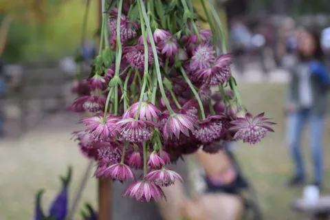紫色小花朵图片 紫色小花朵图片