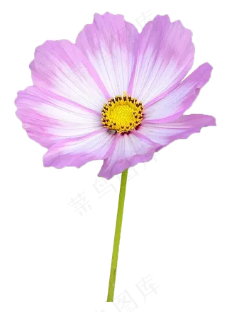 波斯菊抠图透明背景