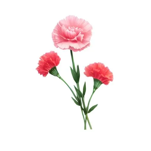 花康乃馨免抠(2048x2048)