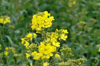 春天黄色油菜花摄影图