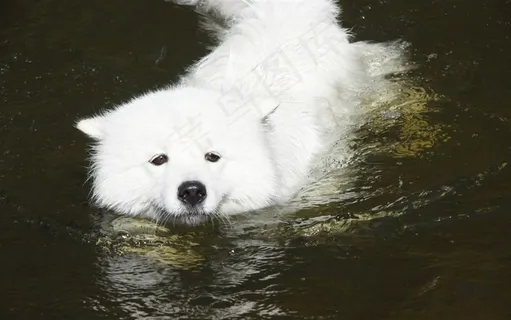 可爱的萨摩耶犬狗狗高清图片