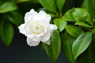 白色栀子花树叶摄影图