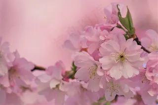 樱花, 花瓣, 植物, 树, 开花, 自然, 植物群