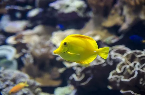 热带鱼高清图片