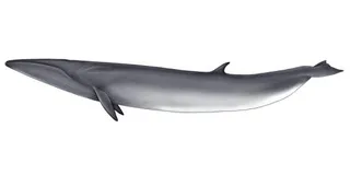 鲸鱼 PNG免抠
