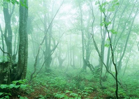 森林风景环境摄影图片