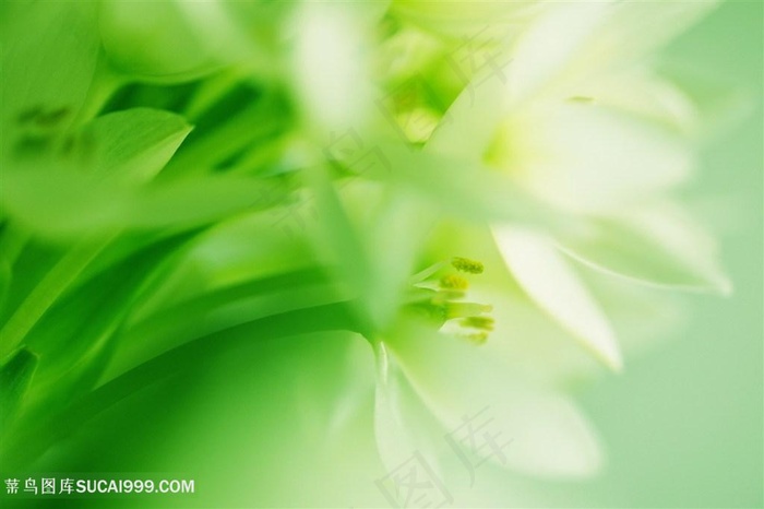 唯美清新绿叶小花鲜花图片