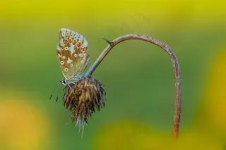 色彩斑斓的蝴蝶图片