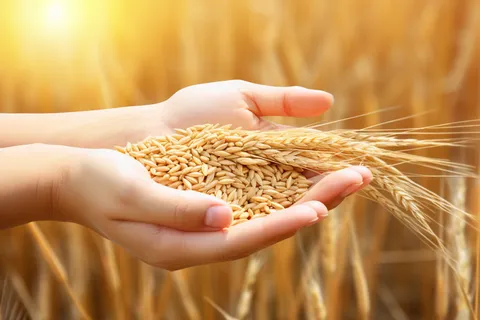 秋天丰收季手捧着粮食摄影图