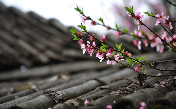 屋顶桃花图片