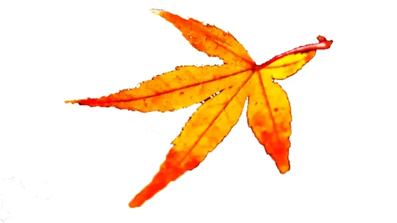 红黄渐变色免扣素材枫叶