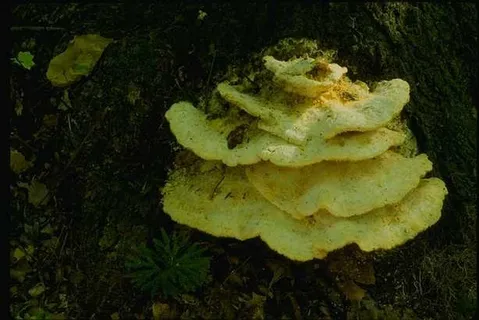 蘑菇图片 蘑菇图片