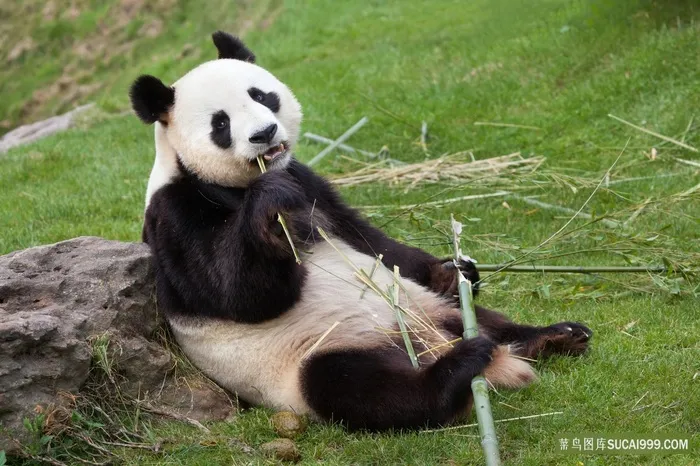 呆萌的大熊猫