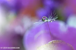 高清唯美水珠蒲公英鲜花图片