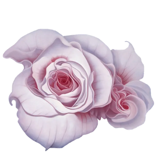 粉色玫瑰花