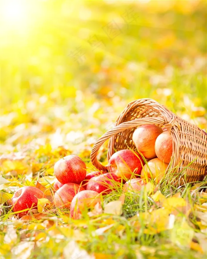 新鲜的苹果写真水果图片