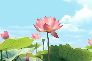 清新阳光荷花荷叶天空白云背景