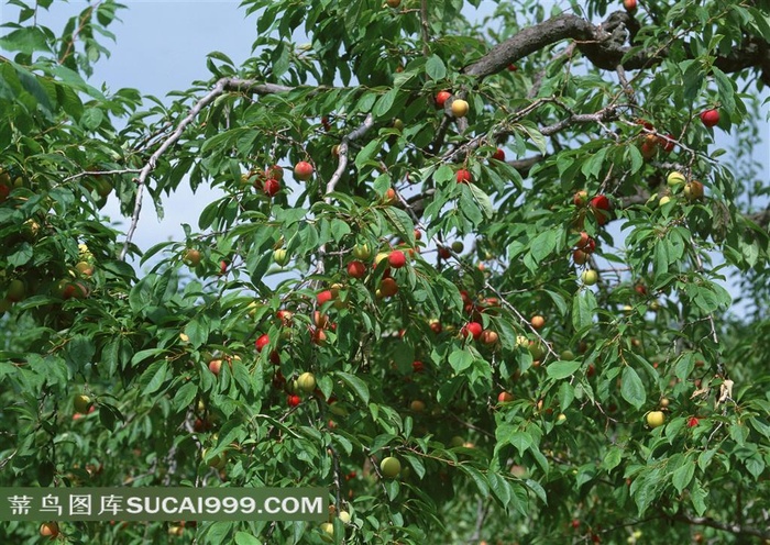 果树摄影图片素材