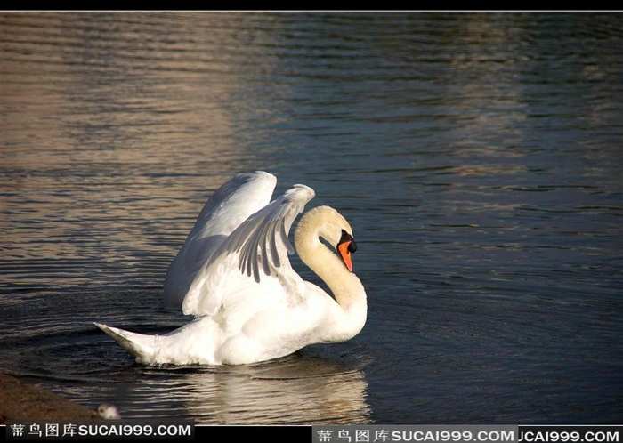 舞动翅膀的天鹅高清素材