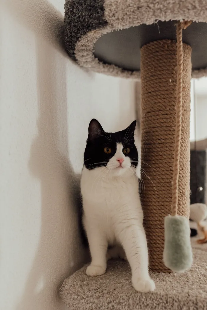 可爱猫咪猫猫摄影素材