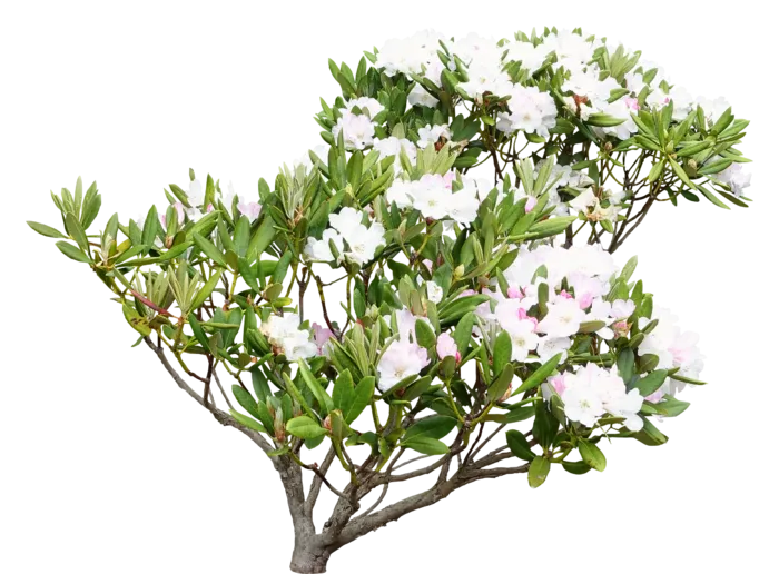 高清树木素材 免抠PSD植物素材 美术绘画园林贴图 树草灌木花草
