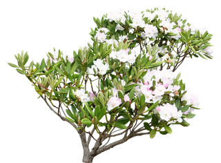 高清树木素材 免抠PSD植物素材 美术绘画园林贴图 树草灌木花草