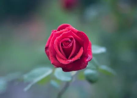 玫瑰花摄影图情人节玫瑰花配图图片 玫瑰花摄影图情人节玫瑰花配图图片