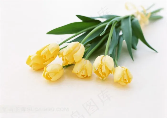 黄色郁金香鲜花图片素材