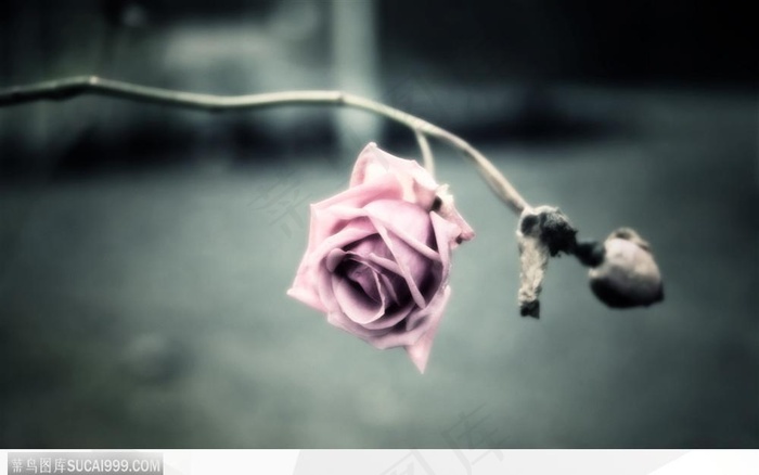 特效里的粉色玫瑰
