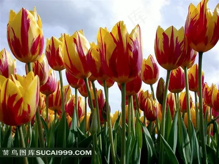 精美的郁金香鲜花摄影图片