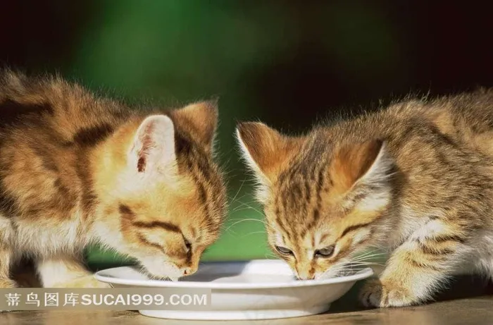 两只喝牛奶的猫图片