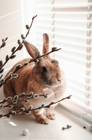 白色可爱兔子摄影素材