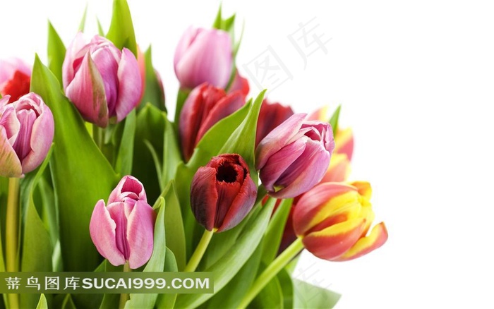 唯美迷人的粉色郁金香