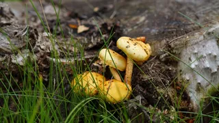 黄色小蘑菇图片