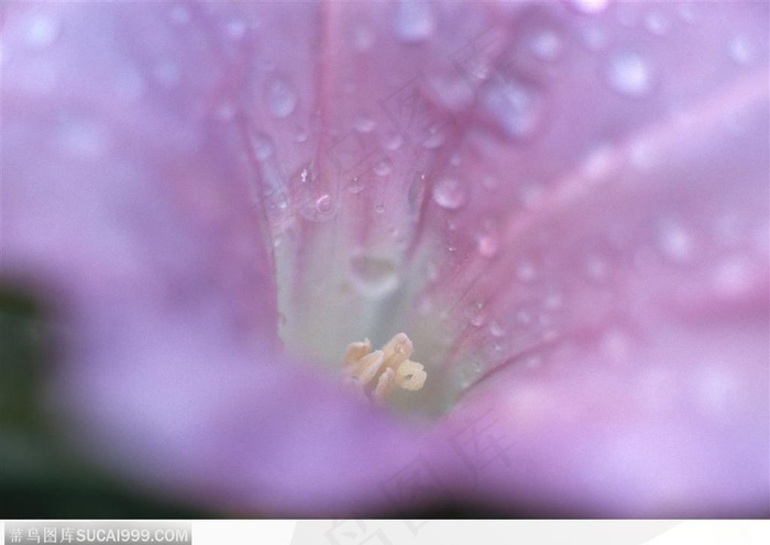 自然生物-牵牛花中的水滴