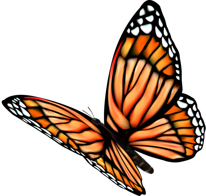 卡通动画动画蝴蝶免扣PNG手绘插画图片素材 (27)